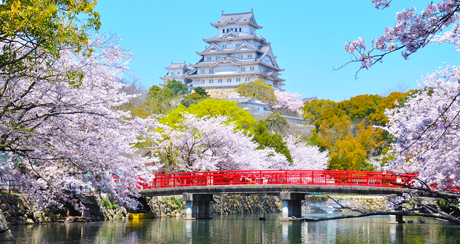 四国化成硅藻泥,日本樱花 四国化成硅藻泥,日本樱花