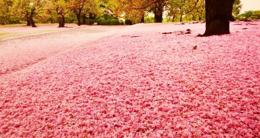 四国化成硅藻泥，樱花